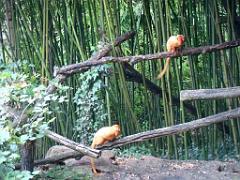 149 BIO PARC DE DOUE LA FONTAINE 5- 2016_000036